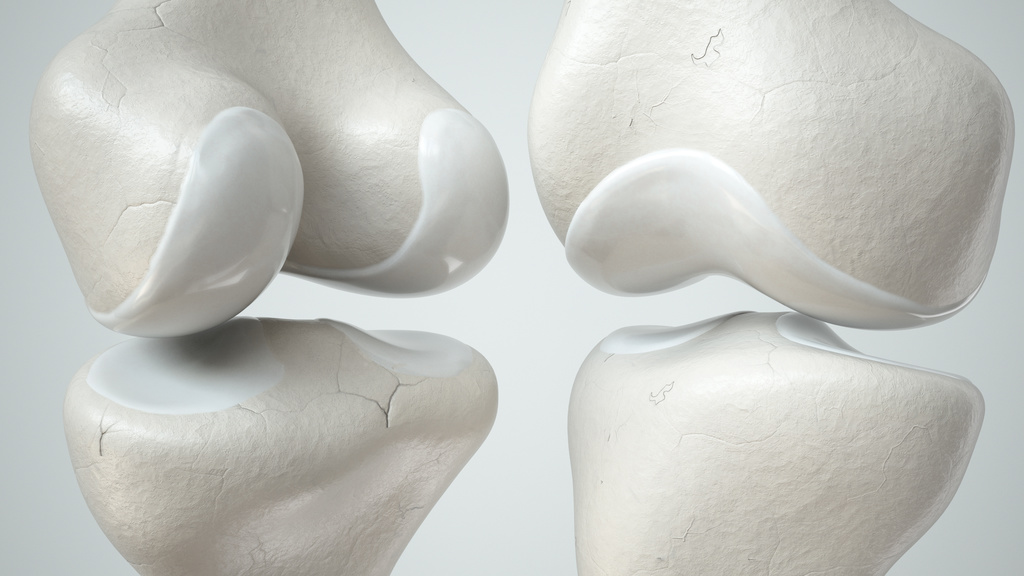 Knee joint with healthy cartilage, front and back -- 3D Rendering
